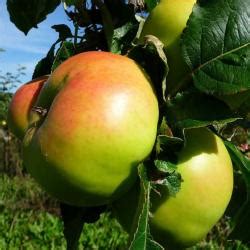 Buy Apple Trees Cooking Varieties Online Crj Fruit Trees Nursery Uk