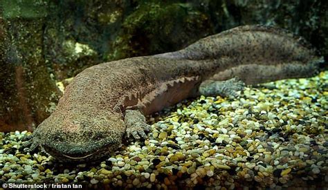 Chinese Giant Salamanders Revolutionizing Wound Healing