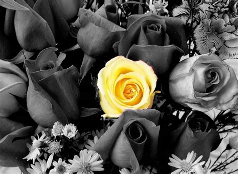 Download Yellow And Black And White Rose Flowers Wallpaper | Wallpapers.com