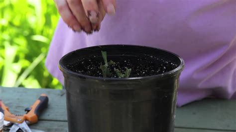 Growing A Butterfly Bush From Cuttings Grow Guru Youtube