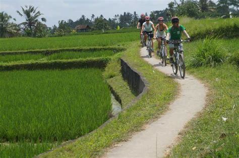 Kuta Kintamani Culture And Nature Guided Cycling Tour Getyourguide