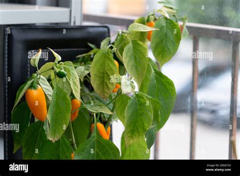 Close Up Of A Bush Of Hot Chili Peppers NuMex Pumpkin Spice Chili With Yellow Fruits Grown At