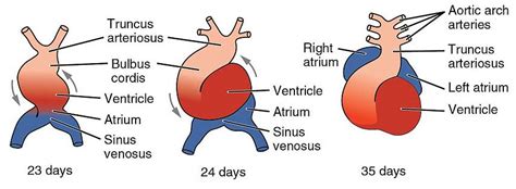 Development Of The Cardiovascular System Teachmeanatomy