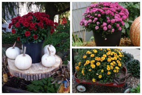 Planting Potted Fall Mums Outdoors as Year-Round Perennials