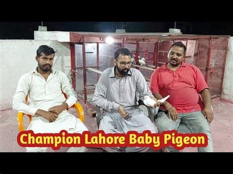 Champion Lahore Baby Pigeon Tournament Update Hashim Mahmood