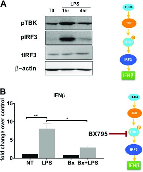 Lps Tlr 4 Ligation Promotes Ifnβ Expression Through The Tbk Irf3 Download Scientific Diagram