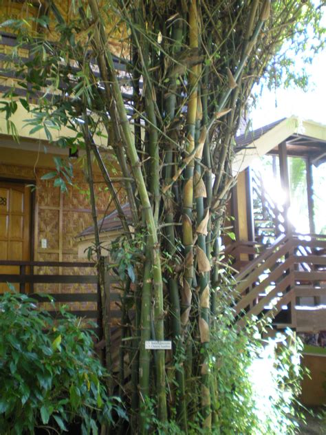 Bamboo in Hotel in the, Philippines | Philippines, Tropical garden, Cebu