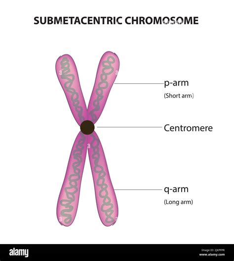 Chromosome classification hi-res stock photography and images - Alamy