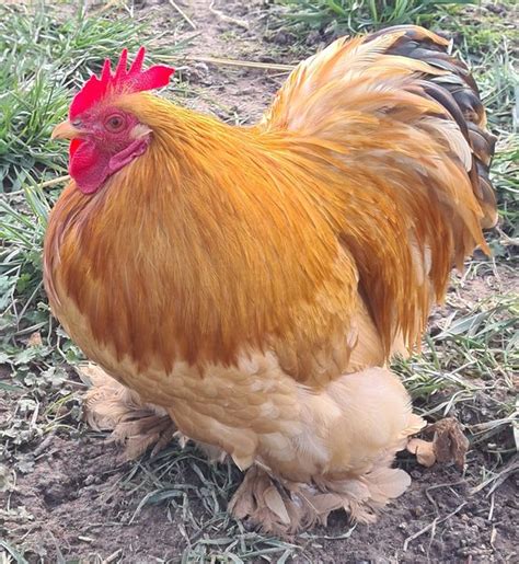 Œufs Fécondés de Pékins Poules Naines FAUVE Coco Eco