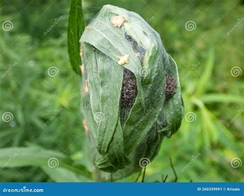 Macro Shot Of Tiny Spiderlings Of Nursery Web Spider Pisaura Mirabilis