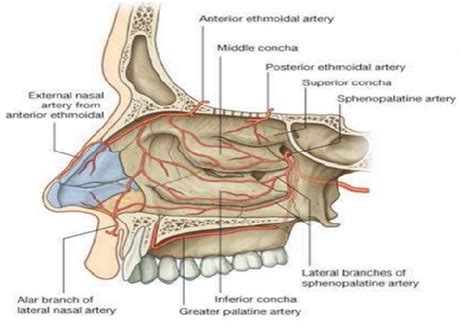 Figure Nasal Cavity Vasculature Used With Permission From Greys Anatomy Statpearls Ncbi