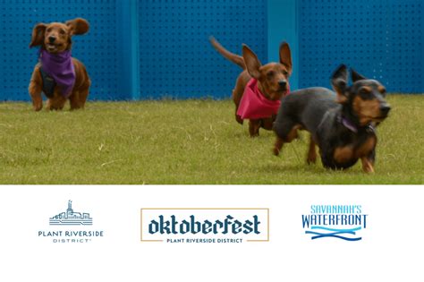 2023 Savannah Wiener Dog Races Things To Do In Savannah