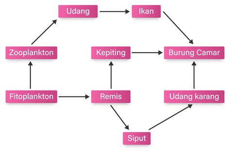 Perhatikan Skema Jaring Jaring Makanan Berikut