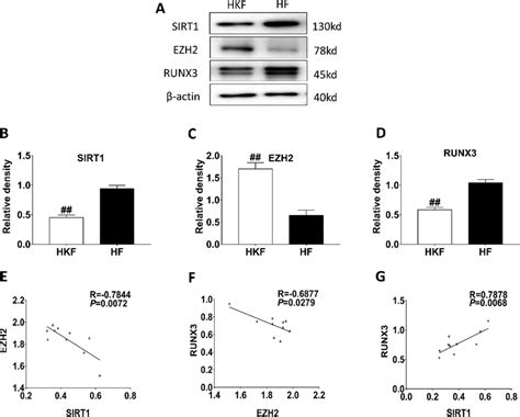 Analysis Of Sirt1 Runx3 Ezh2 Expression In Keloid Fibroblast A Download Scientific Diagram