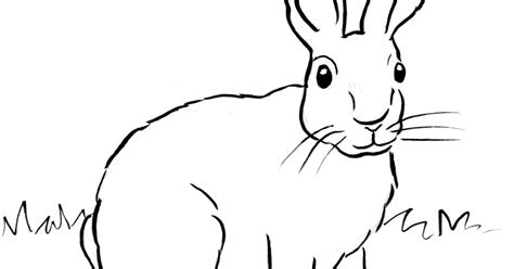 Cottontail Rabbit Coloring Page | Art Starts