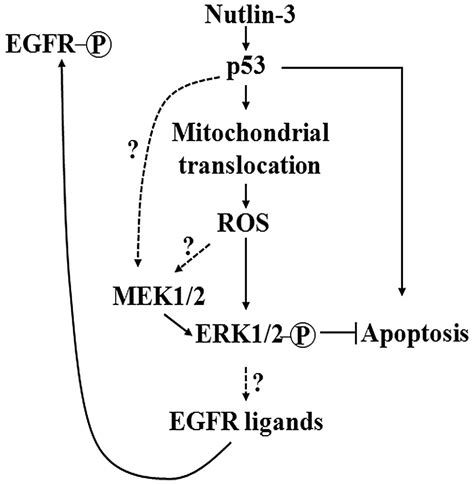 Erk12 Activation Mediated By The Nutlin‑3‑induced Mitochondrial