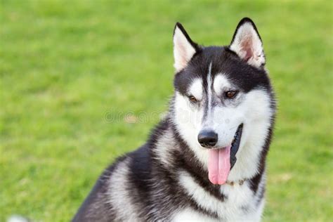 Siberian Husky Smiling Portrait Stock Photo - Image of female, doggy ...