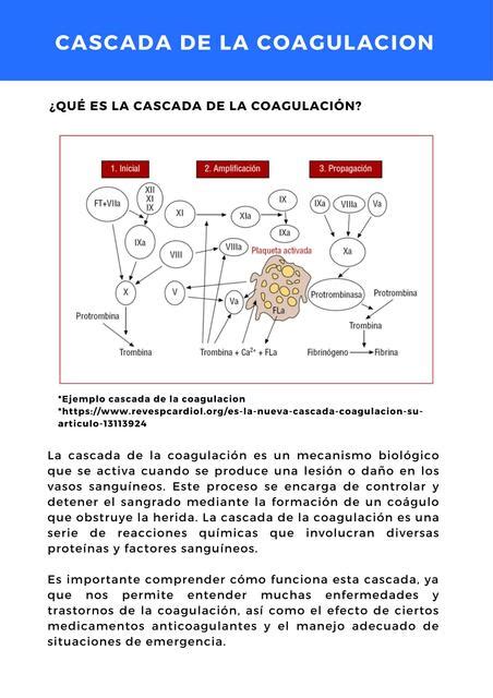 Cascada De La Coagulaci N Facilitando Tu Estudio Udocz