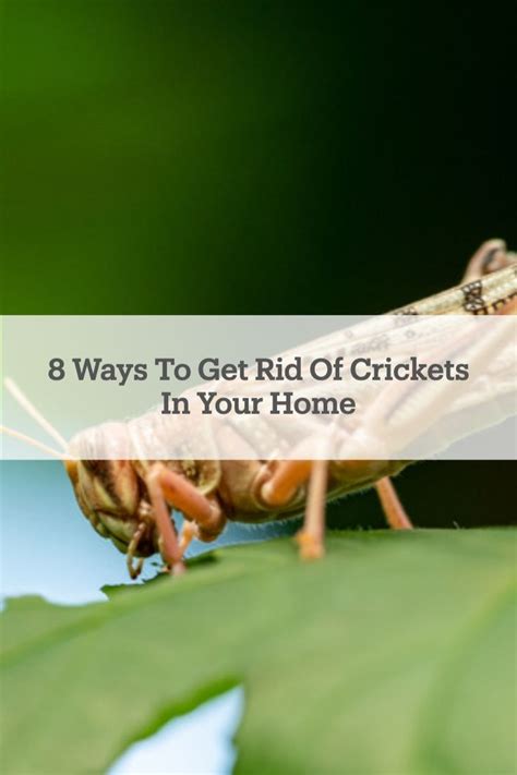 12 Best Ways To Get Rid Of Crickets Artofit