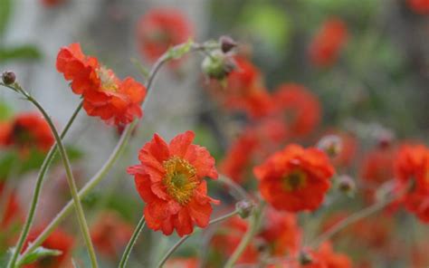 Geum Chiloense Mrs Bradshaw Nelkenwurz