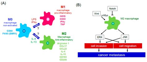 Cancers Free Full Text Targeting Btk Signaling In The