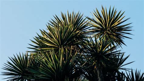 How To Treat Palm Tree Fungus About Tree