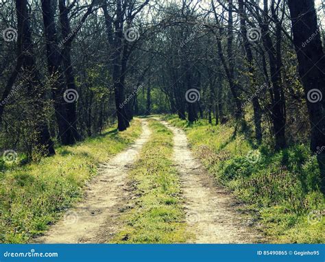 森林酸值mak路 库存图片 图片 包括有 道路 森林 路径 结构树 绿色 孤独 85490865