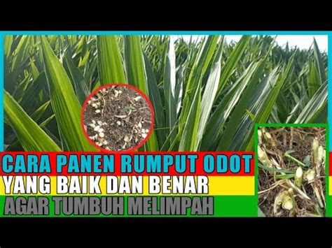 CARA PANEN RUMPUT ODOT YANG BENAR AGAR CEPAT TUMBUH MELIMPAH YouTube