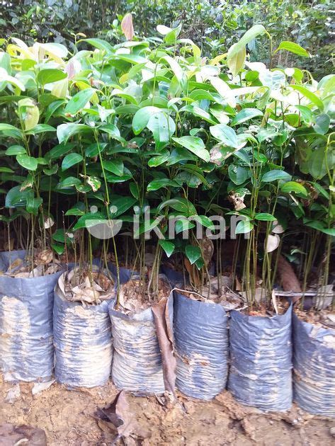 කරඳ පළ for Sale in Elpitiya ikman