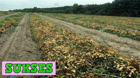 Budidaya Kacang Tanah Dilahan Kering Modern Cara Menanam Kacang Tanah