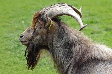 Billy Goat Buck Portrait Free Image Download