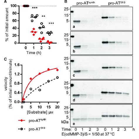 Cleavage Of The Mmp Propeptide By Mmp And Ne A Left Coomassie