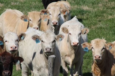 Premium Photo Portrait Cows On Grassy Field