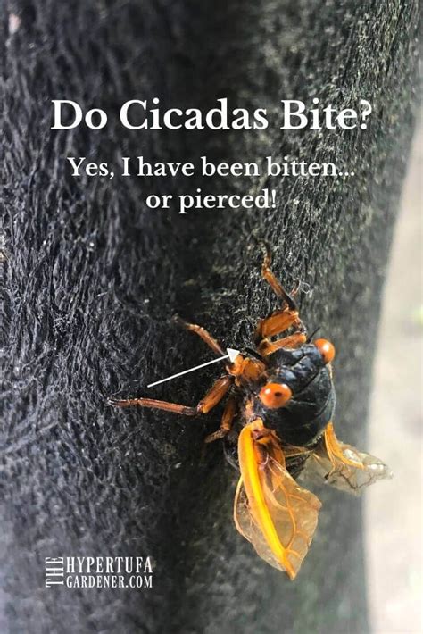 Hypertufa, Cicada, Pierce, Flower Garden, Succulents, Easy Meals ...