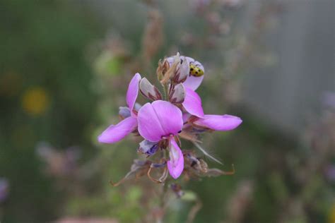 Tick Trefoil, Showy | Hamilton Native Outpost