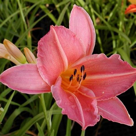 Hemerocallis Front Runner Hemerocalle Front Runner Pot 1 L Truffaut