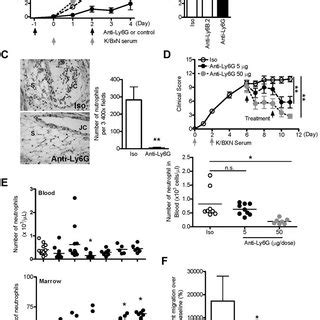 Anti Ly6G Attenuates Arthritis And Inhibits Neutrophil Recruitment In