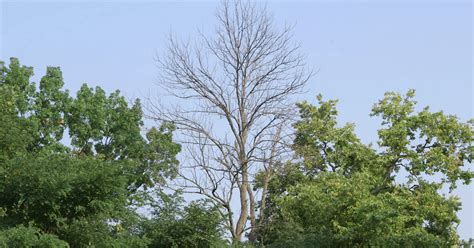 Thurmont Md Is Saving Ash Trees From An Invasive Pest Davey Tree