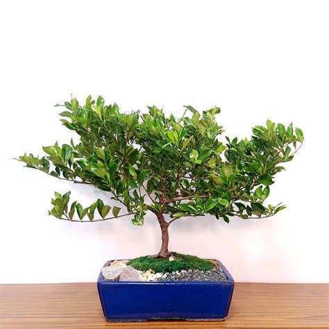 Specimen 15″ Ceramic Gardenia Bonsai | Eve's Garden Gifts