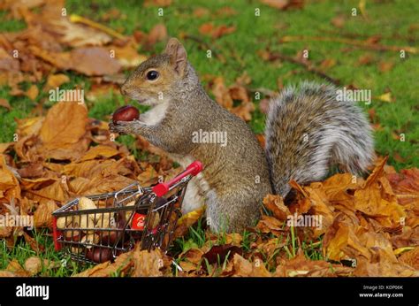 Grey Squirrel Pushing Shopping Cart Trolley Full Of Nuts In Park Stock