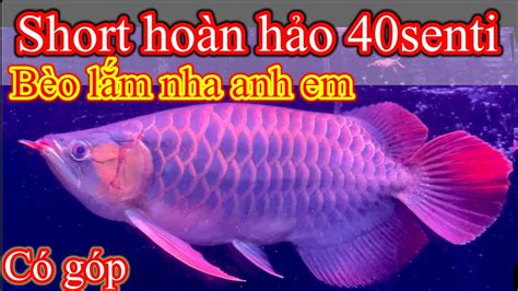 Short Body HuyẾt Long HoÀn HẢo RẤt ĐÁng ChƠi CÁ CẢnh RỒng ViỆt Nam Review Youtube