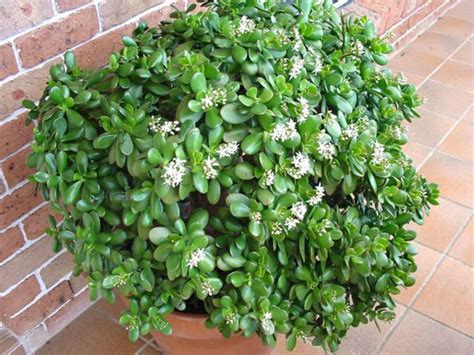 Crassula Ovata Jade Plant World Of Succulents Artofit