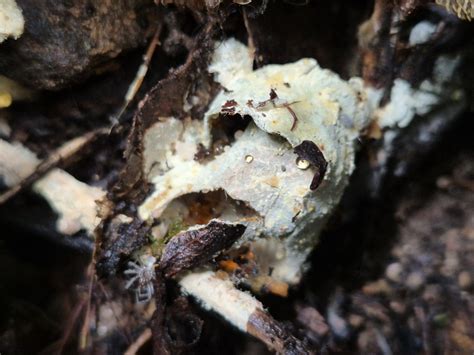 Fungi Including Lichens From Mount Glorious QLD 4520 Australia On