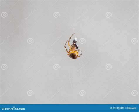 Small Orange Spider Catching And Cocooning A Fly Stock Image Image Of