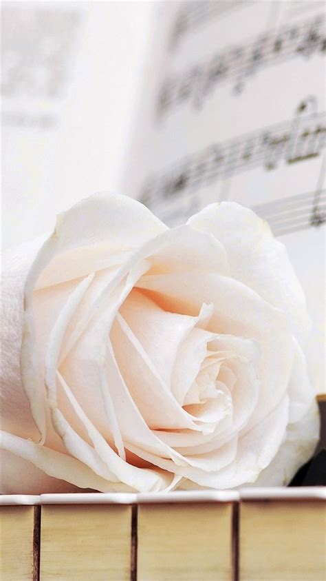 Pure Elegant Rose Flower Macro Music Note Book Iphone 8 Wallpapers Free