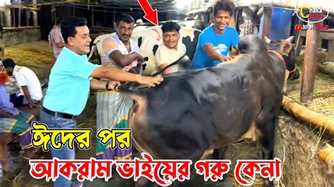 ঈদের পর এই প্রথম আকরাম ভাই টানাটানি করে কিভাবে গরু কিনছে দেখুন গাবতলী