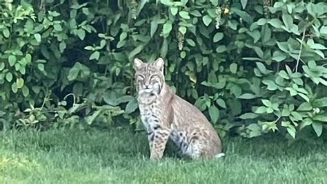 Photos Bobcats Spotted Across Western Massachusetts Wwlp