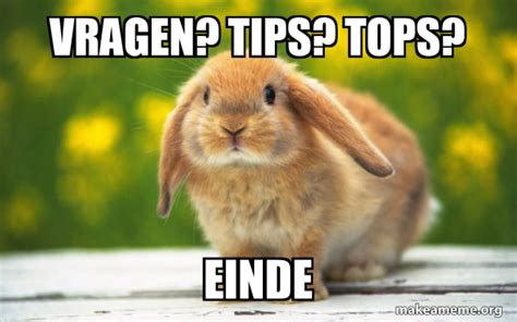 Vragen Tips Tops Einde Regretful Rabbit Meme Generator