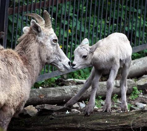 Ze ZOO Praha | Zoo, Animals, Flickr