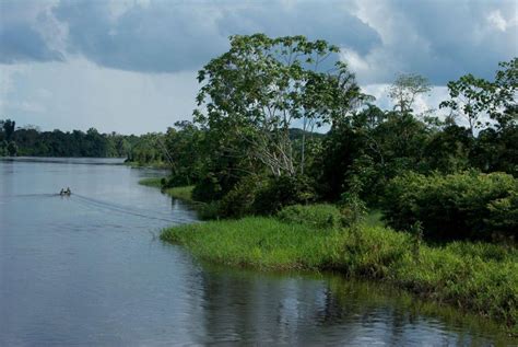 From Iquitos Day Tour Pacaya Samiria National Reserve Getyourguide